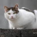 La chatte de ma voisine: reine des toits, des corniches et des gouttières