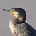 Le grand cormoran (Phalacrocorax carbo), un palmipède sociable et grégaire