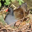 Gallinule poule d'eau (Gallinula chloropus) en période de couvaison, Belgique, mai 2025