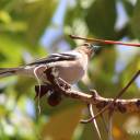 Le pinson des arbres (Fringilla coelebs), un soprano parmi les passereaux
