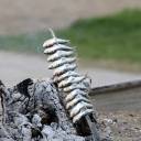 Brochette de sardines grillées sur une plage de Malaga