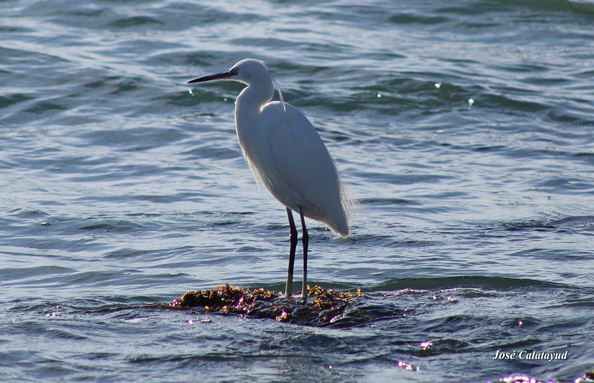 Aigrette Garzette