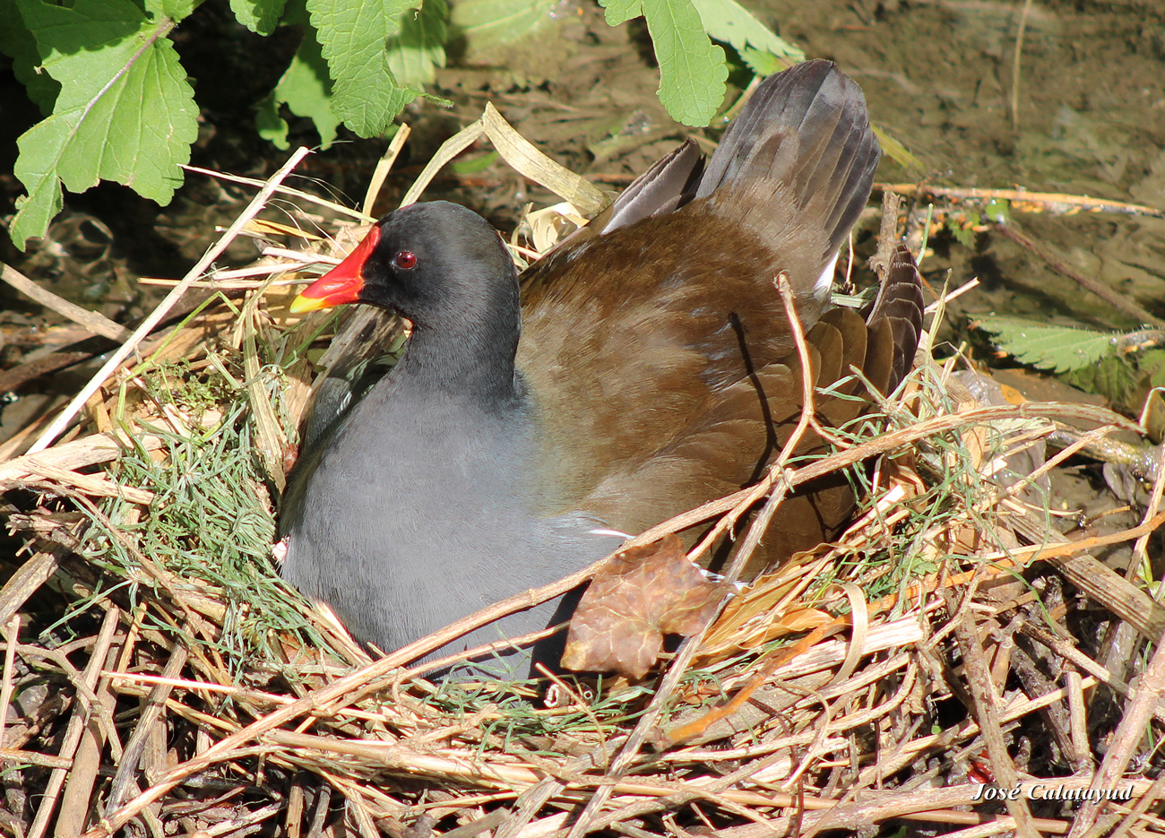 Gallinule poule d'eau