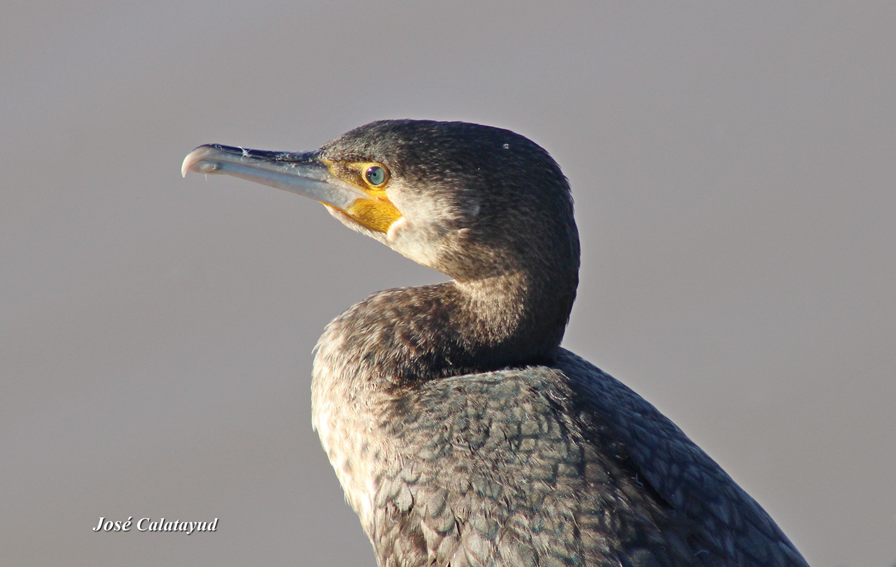 Grand Cormoran