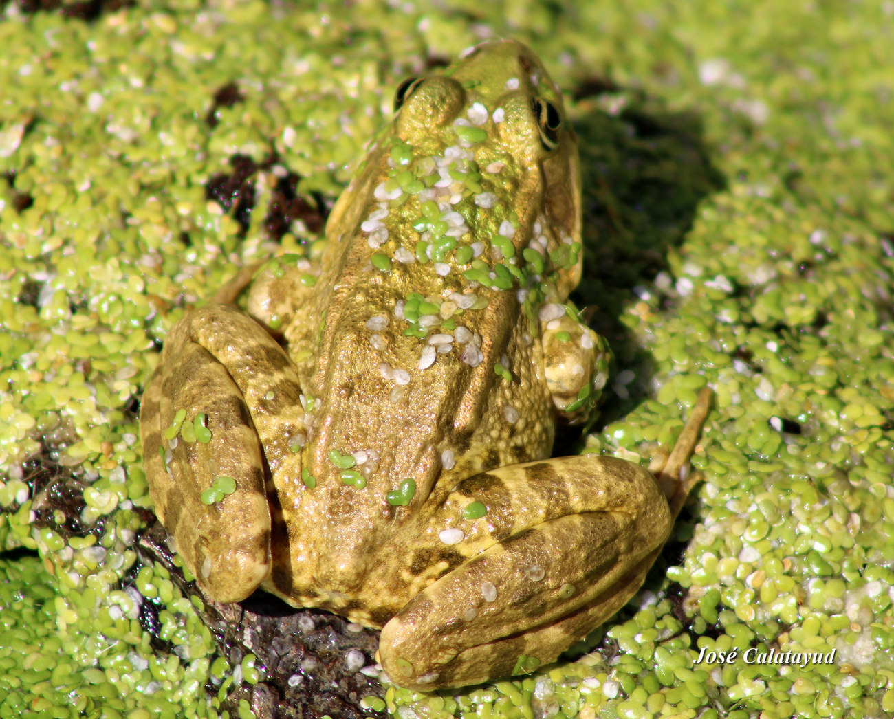 Grenouille verte d'Europe