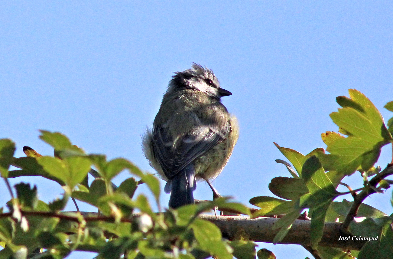 mesange bleue