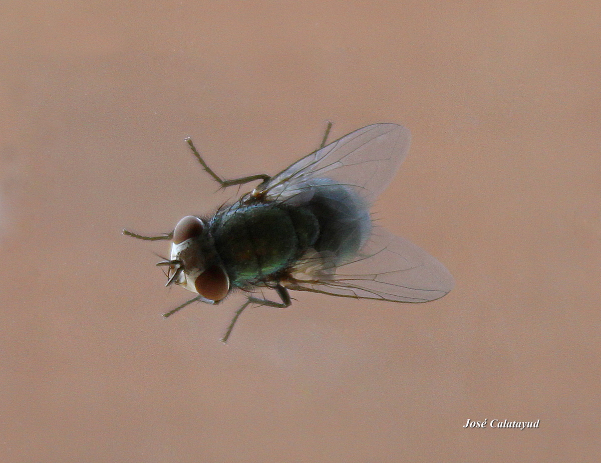 Mouche domestique