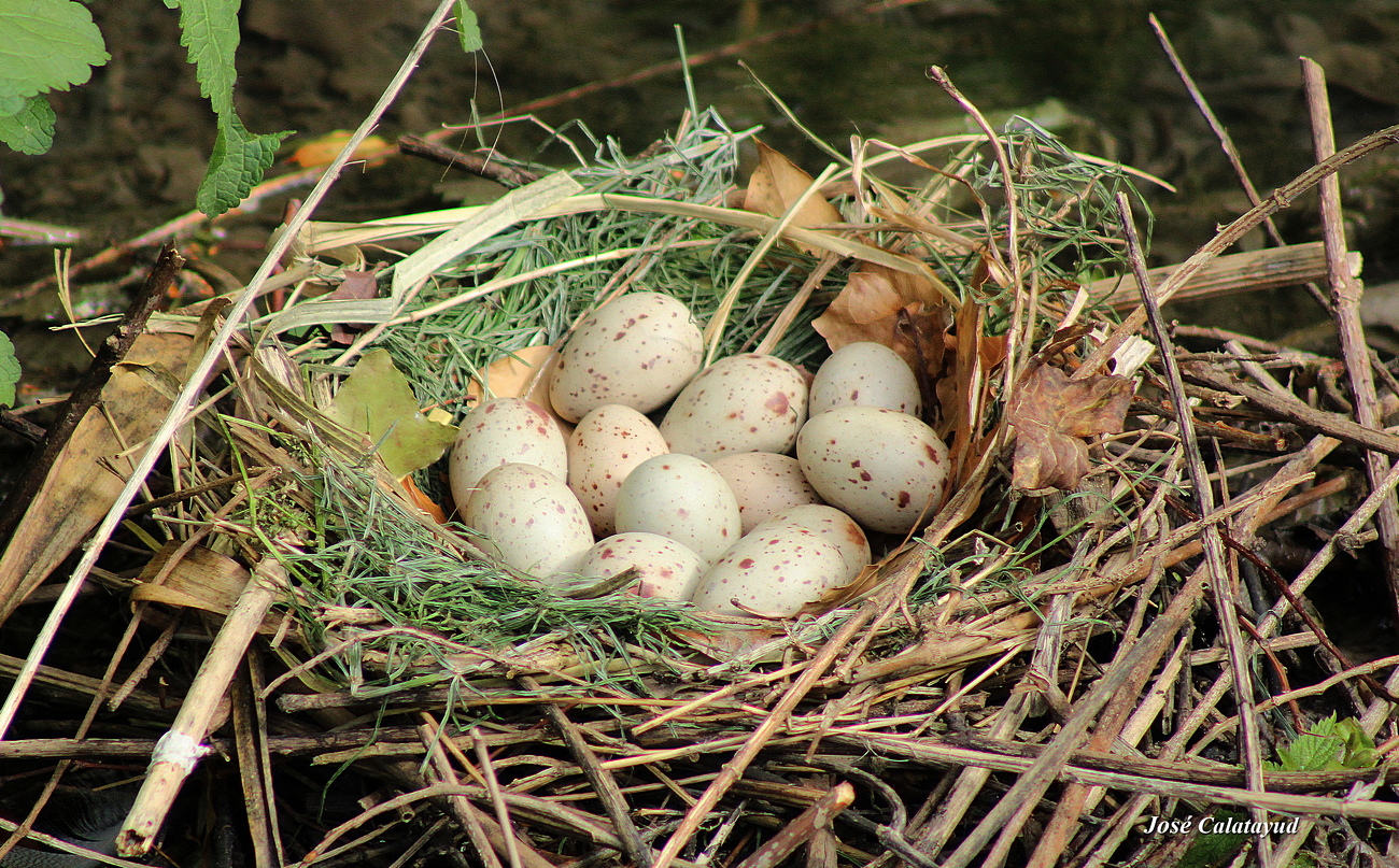 Nid poule deau