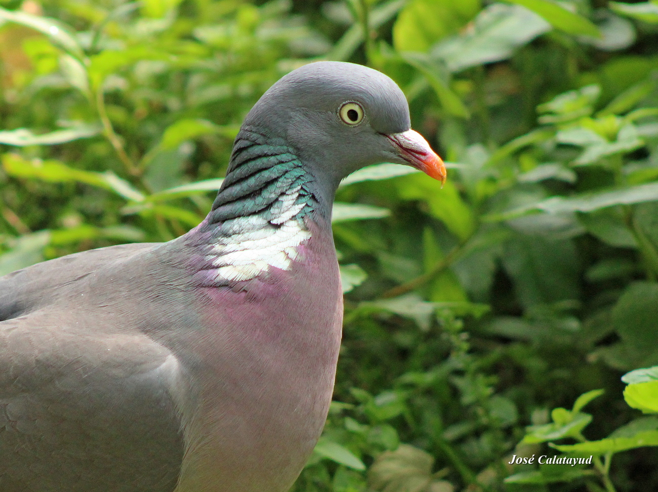 Pigeon ramier