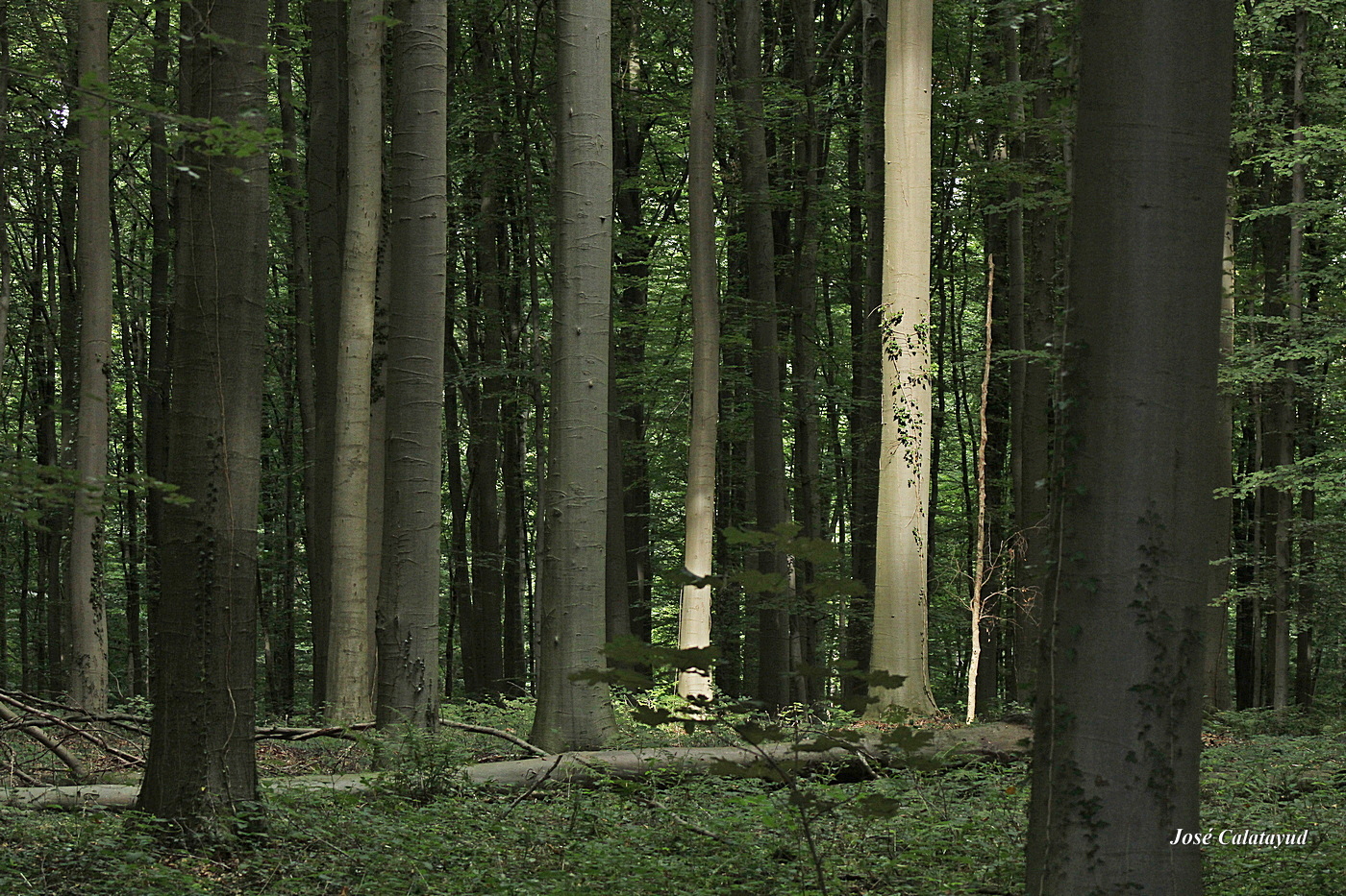 Bois de Hal