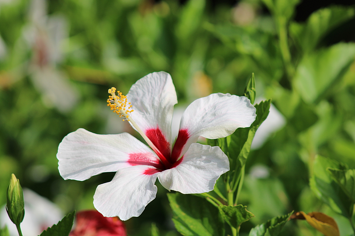 Hibiscus "rose de Chine"