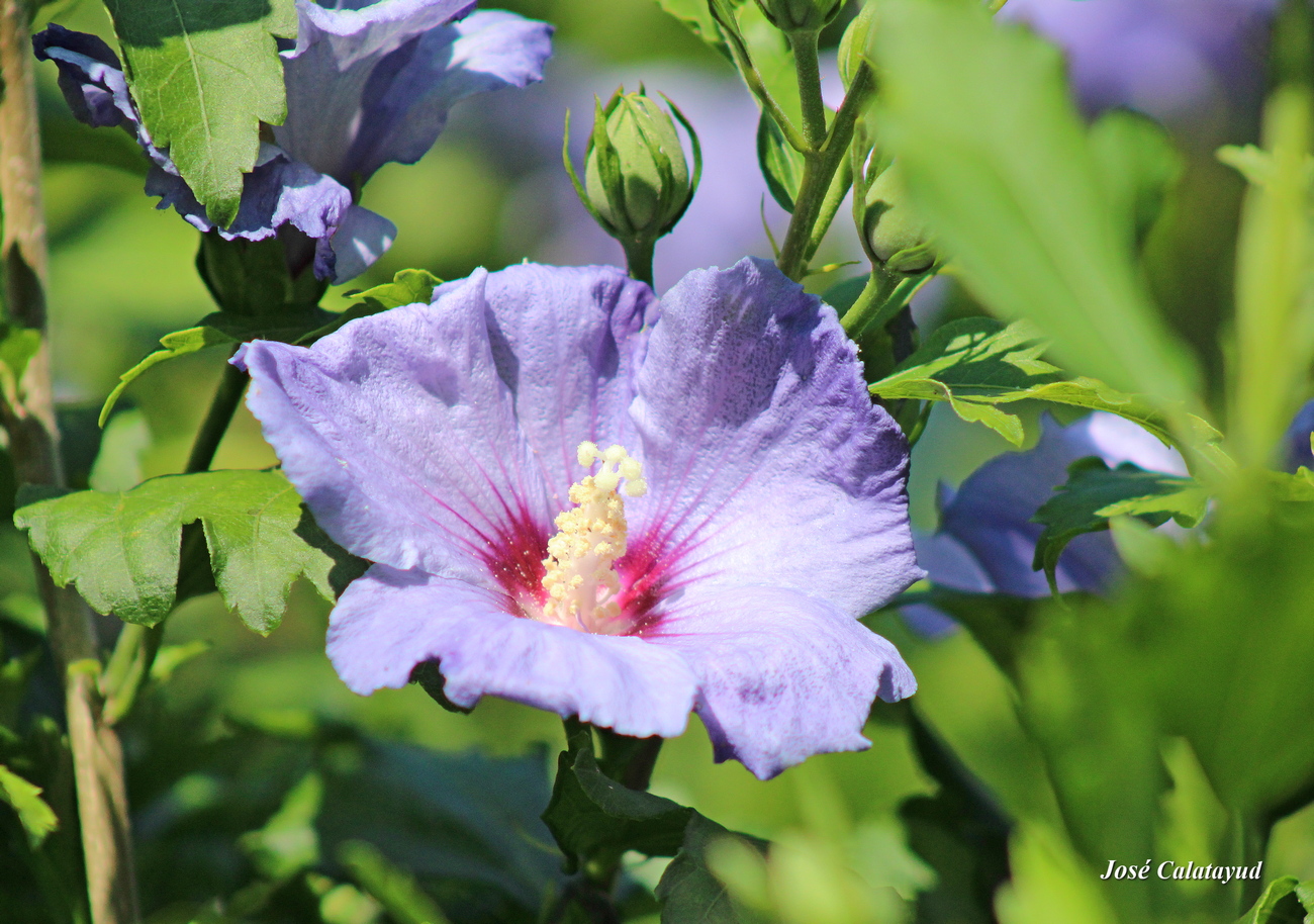 Hibiscus de Syrie