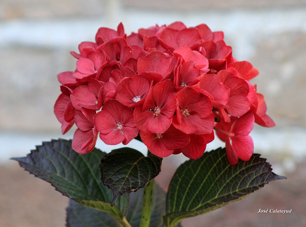 hortensia