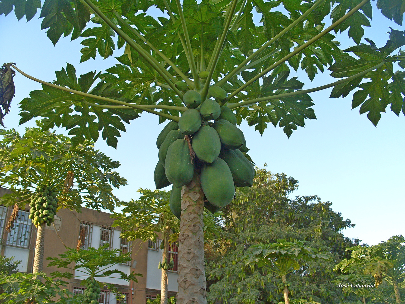 Carica Papaya