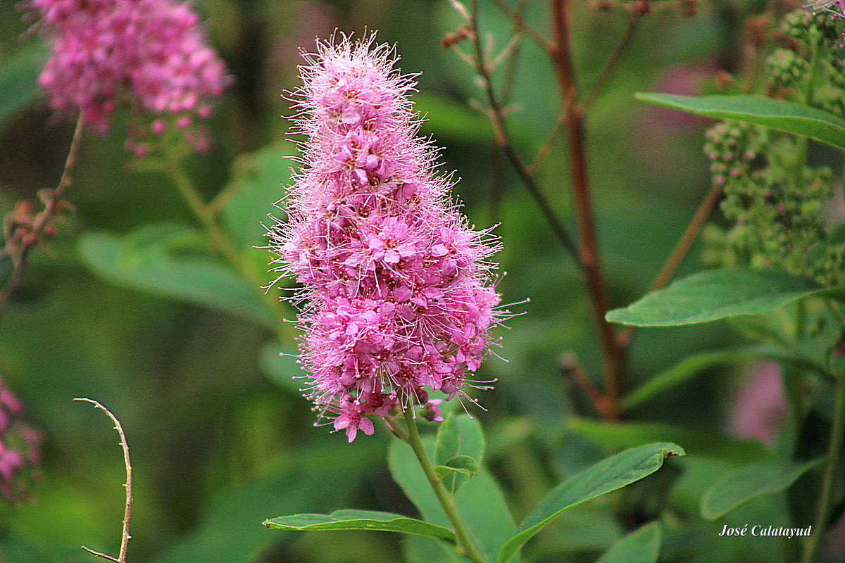 Fleur de la spirée de Douglas, un arbuste originaire…